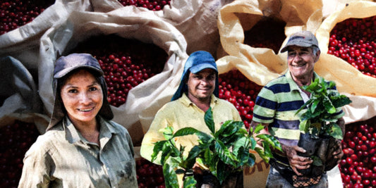 サン・フアリーニョ農園が描く、コスタリカの新しいかたち