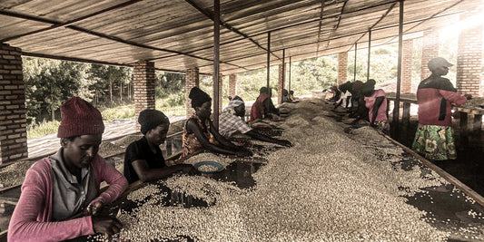 祖母のコーヒーが教えてくれたこと。シンビ CWS ハニーの純粋な甘さ