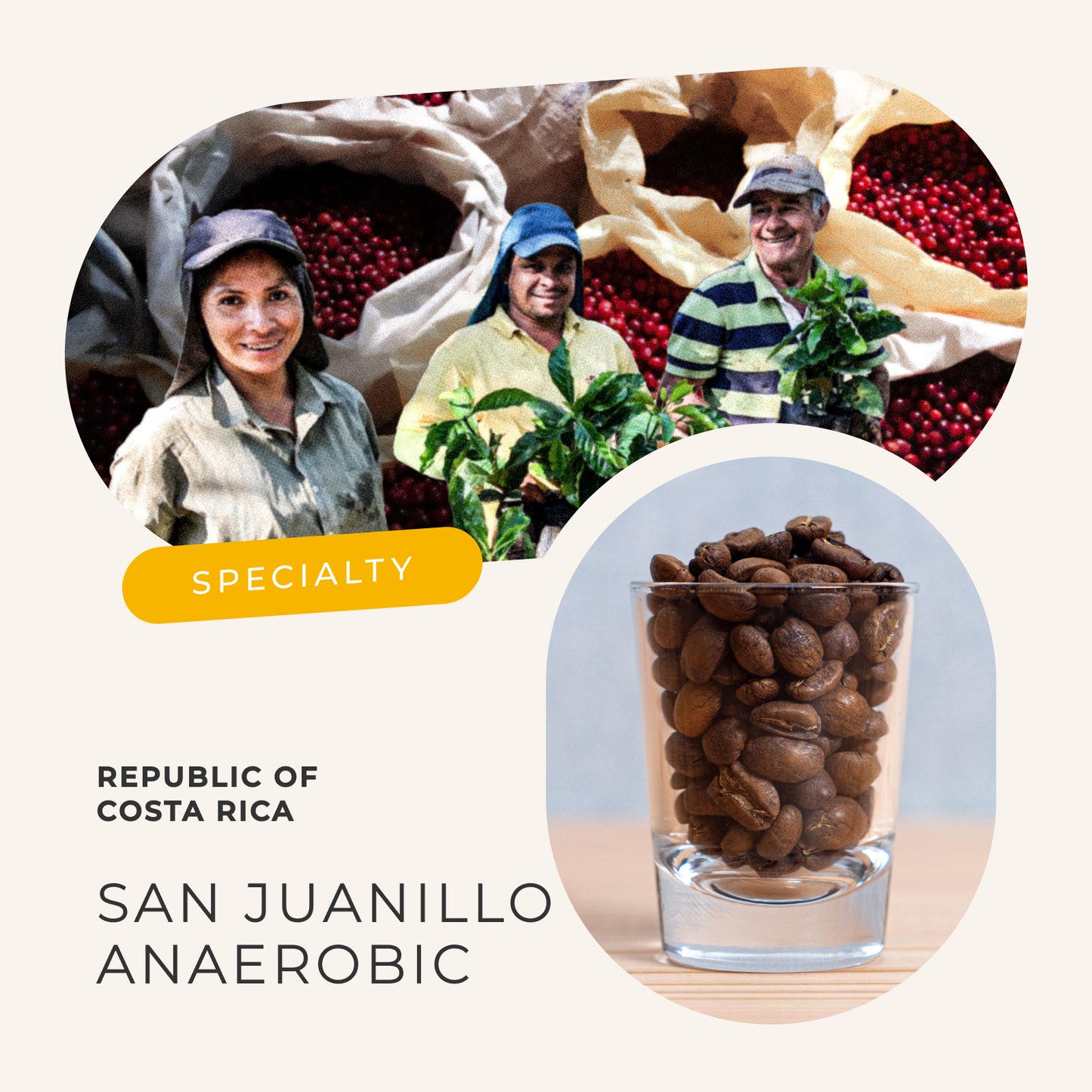 コスタリカ サン・フアリーニョ農園 アナエロビック・ナチュラル