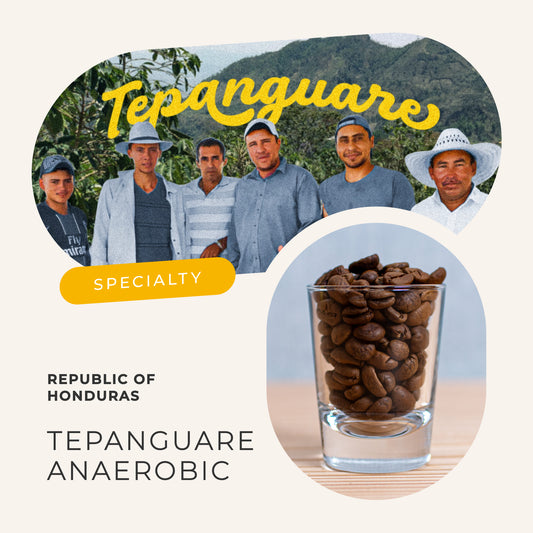 ホンジュラス テパングアレ アナエロビック